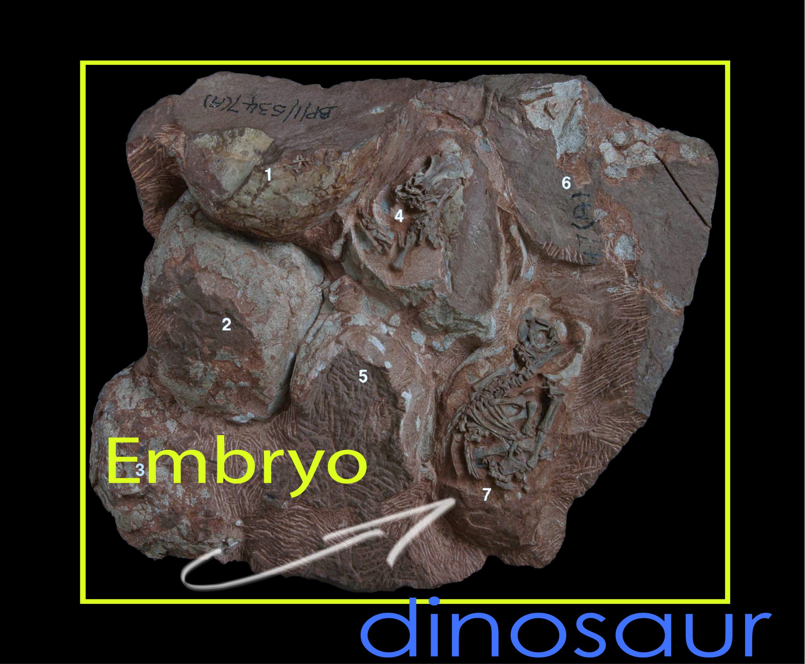 fossilized embryo
