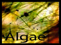 Algae II