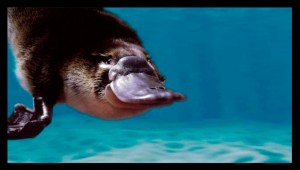 Platypus 