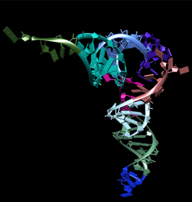 RNA Molecule 
