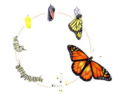 Butterfly Cycles