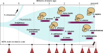 Evolution 101 hominid_graph