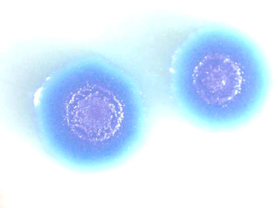 Mycoplasma mycoides