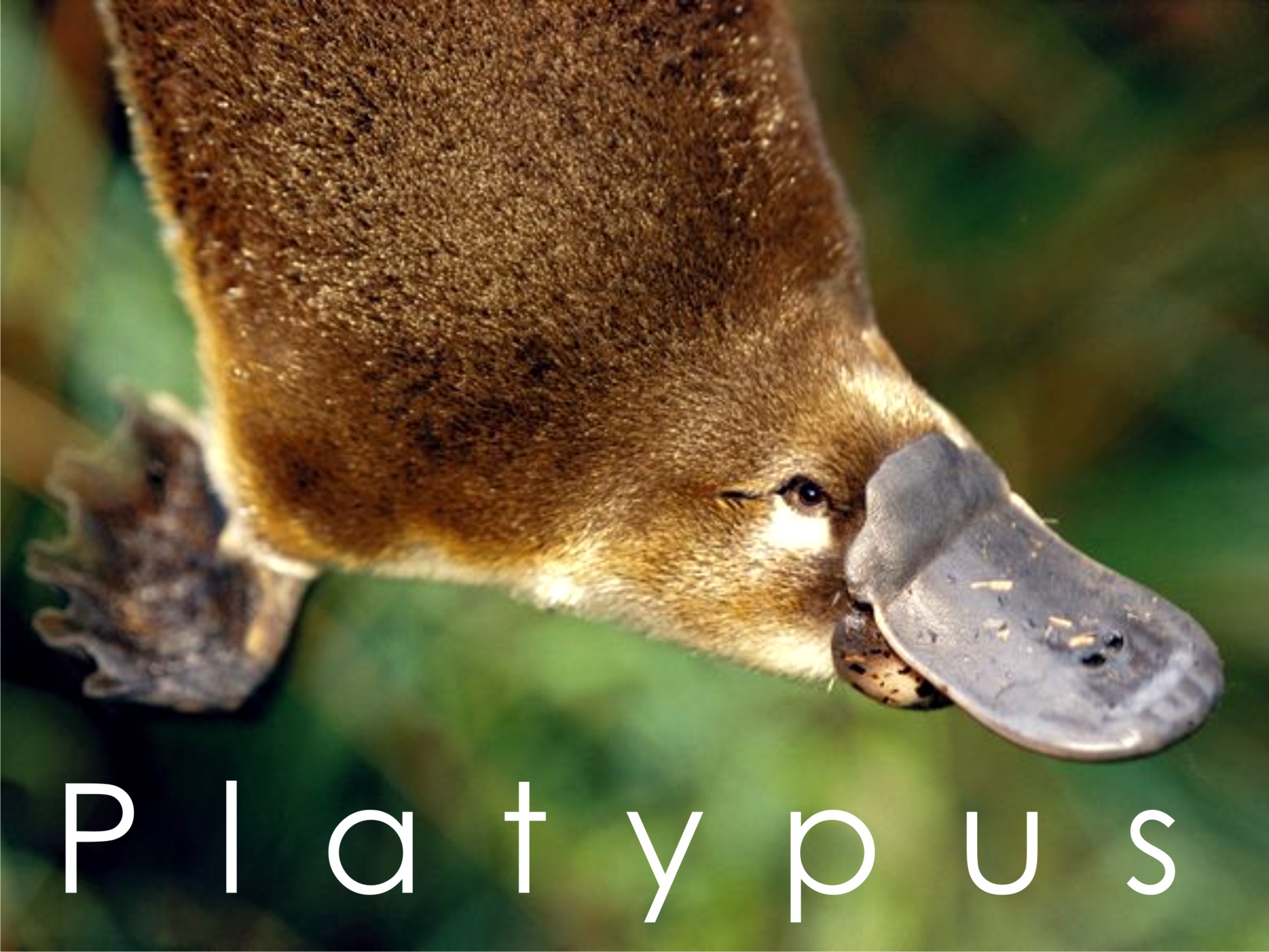 Platypus 2011 - d06vc2v