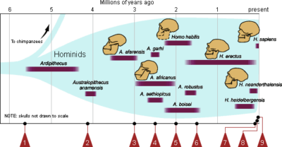 Evolution 101 Hominid Graph