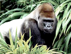 Gorilla