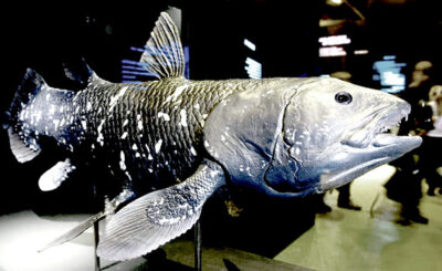 Coelacanth 