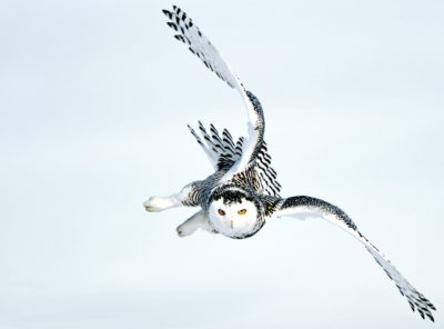 Snowy Owl