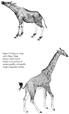 giraffe-okapi, Dawkins