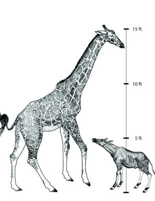 Giraffe-Okapi Scale Ruler