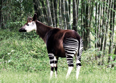 African okapi