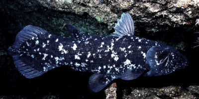 Coelacanth