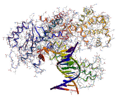 DNA polymerase I.