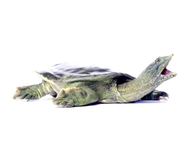 Chinese soft shelled turtle