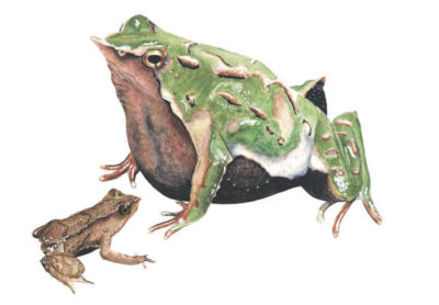 Darwin's frog Claudio-Soto
