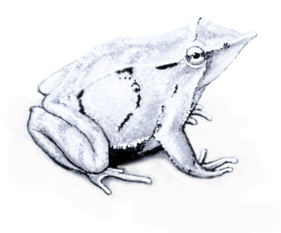 Darwin's Frog