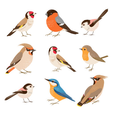 Bird Species 