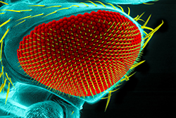 Drosophila eye