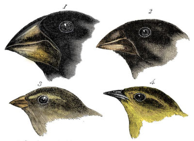 Darwin's Finches