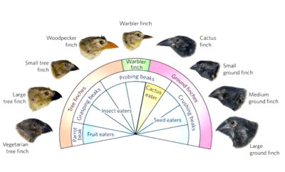 Finch Radiation Tree