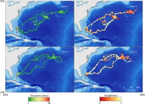 Tiger Shark Migrations