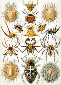 Arachnida - Haeckel