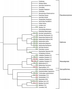 Ararchnid Tree of Life