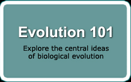 evolution 101 II