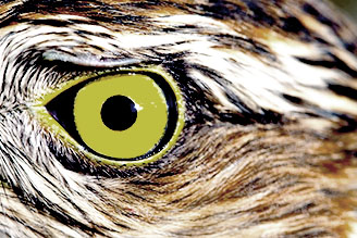 Bird Eye Owl
