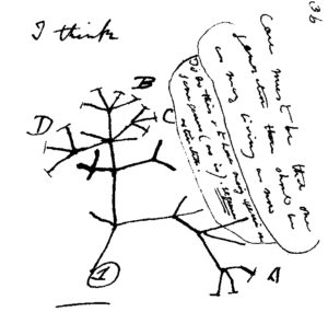Species on Darwin's tree of life 