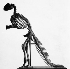Model of Hadrosaurus