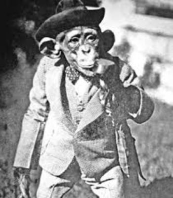 Monkey Trial Chimpanzee
