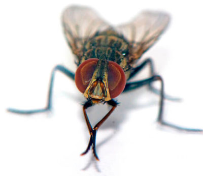 Philornis fly