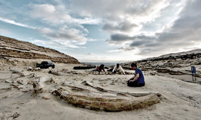 Whale Fossil Chile