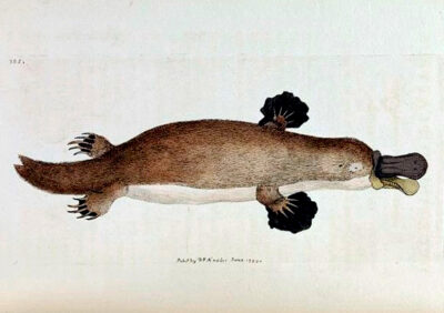 Platypus by George Shaw, 1799